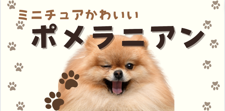 ミニチュアかわいい　ポメラニアン